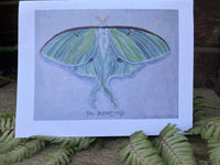 “Luna Moth”  blank note card
