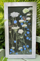 Queen Anne's Lace and Chicory - Print
