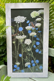 Queen Anne's Lace and Chicory - Original Artwork - No Discounts may be applied