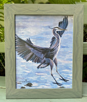 “Great Blue Heron Flying In”  11”x14”