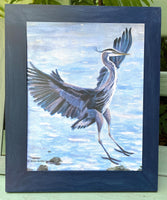 “Great Blue Heron Flying In”  11”x14”