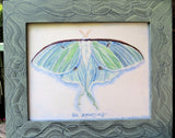 “Luna Moth” 8x10